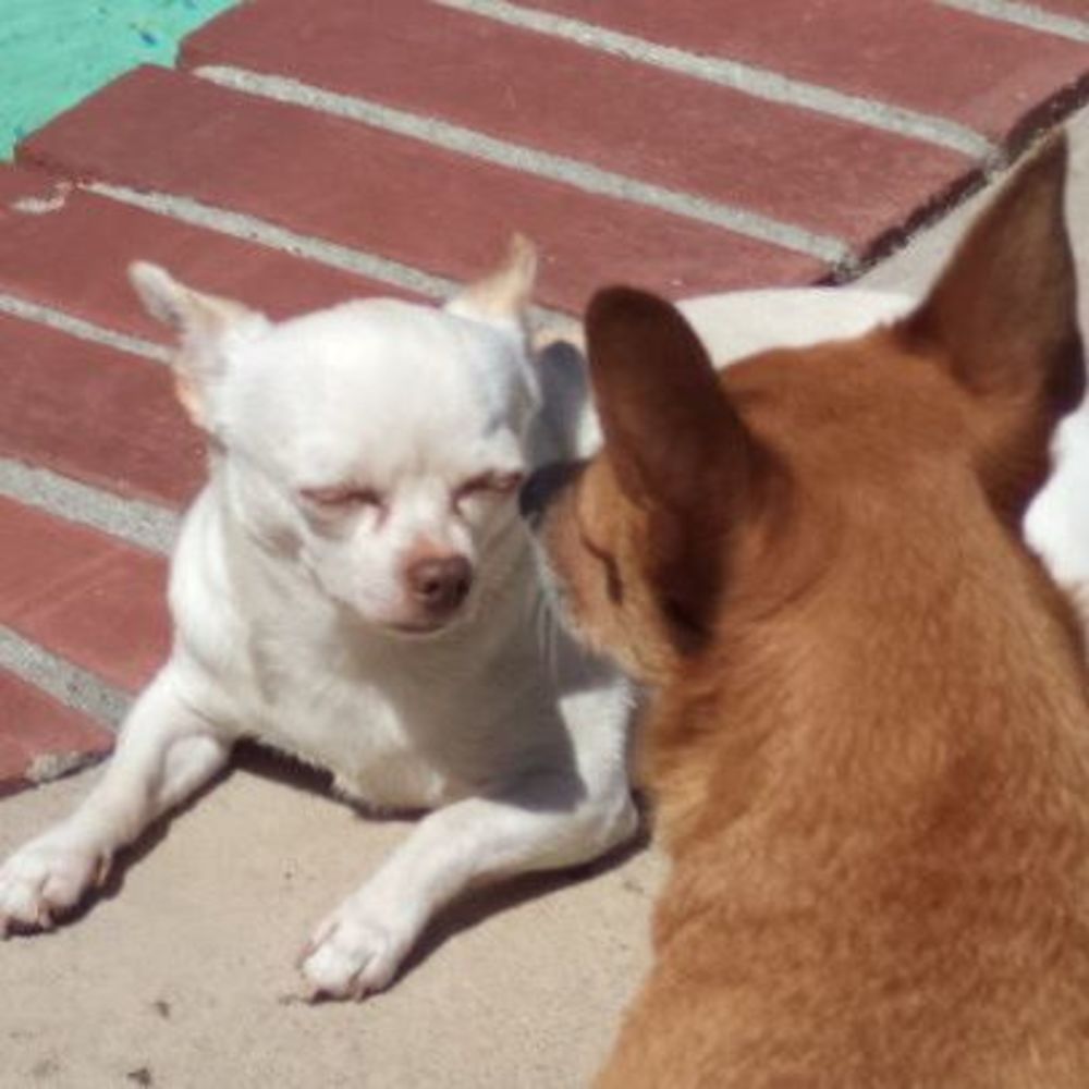 Meet your Posher, Sherry